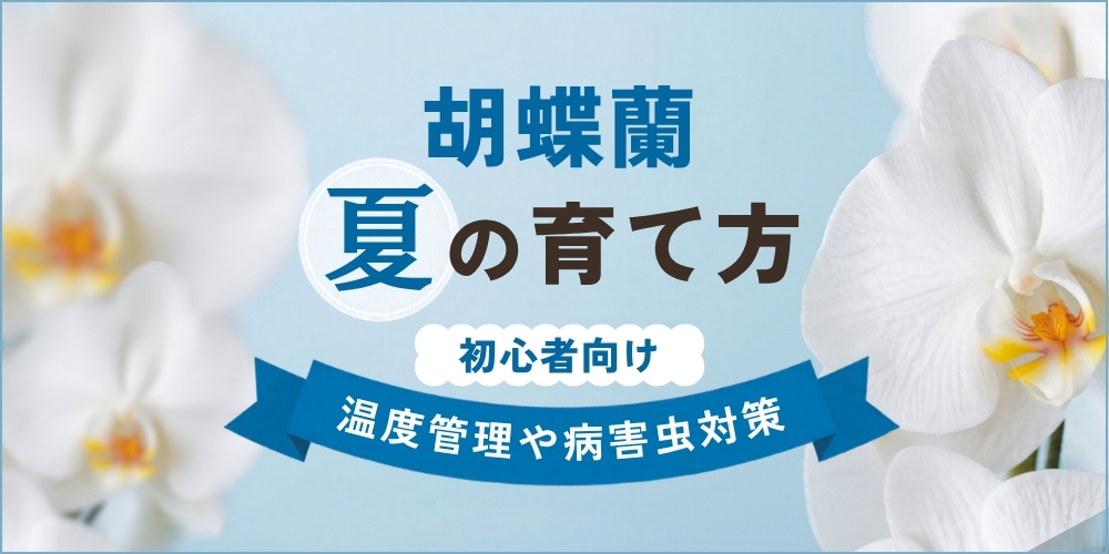夏の胡蝶蘭の育て方まとめ｜暑い季節ならではの管理方法・困った病害虫の対策