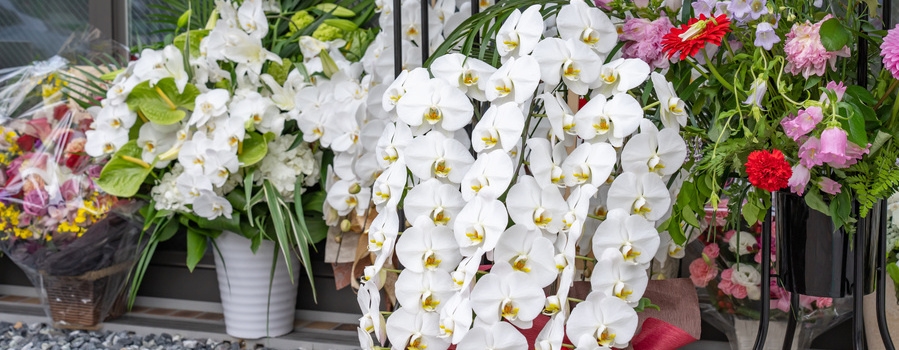 胡蝶蘭 VS スタンド花|3つのポイントで見るメリット・デメリット