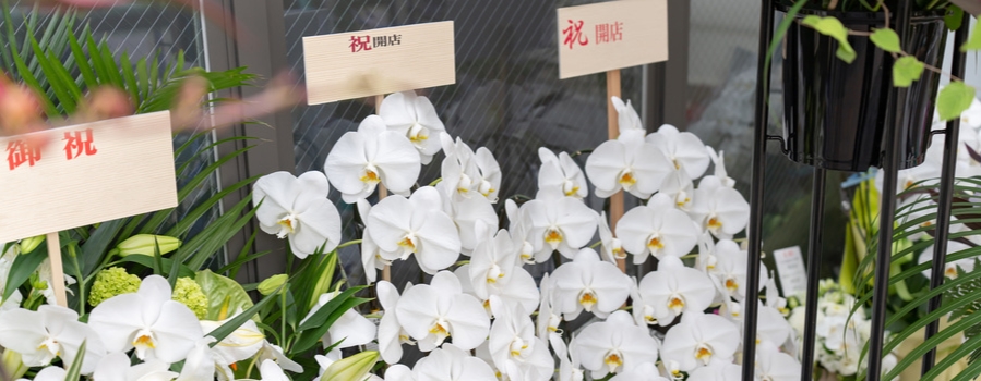 胡蝶蘭とスタンド花、贈る際に確認すべきチェック項目