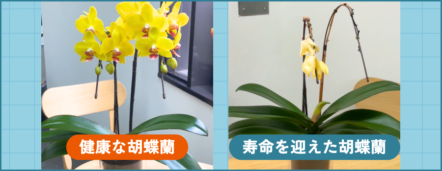 健康な胡蝶蘭・寿命を迎えた胡蝶蘭