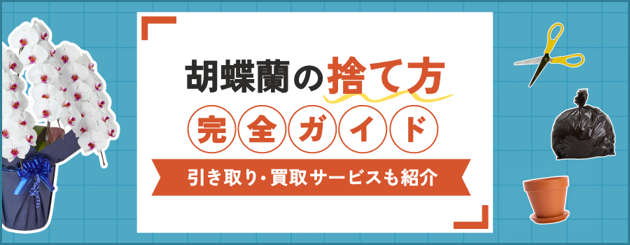胡蝶蘭の捨て方完全ガイド