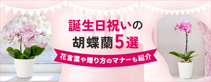 誕生日祝いの胡蝶蘭5選