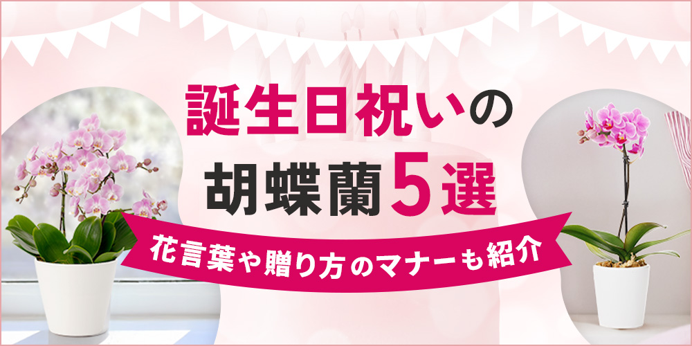 誕生日祝いに贈る胡蝶蘭5選！贈り方や予算別の人気商品も紹介