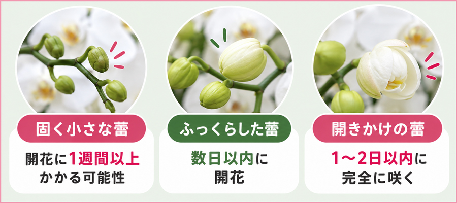 蕾の成長段階を知ろう｜固い蕾→ふくらんだ蕾→開きかけの変化