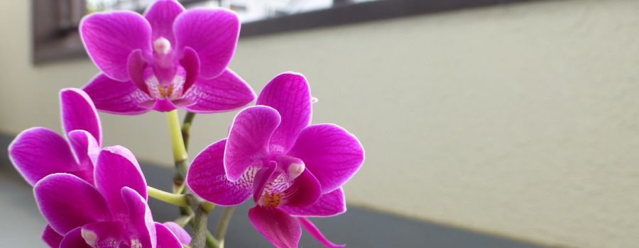 【季節別】胡蝶蘭の蕾を咲かせるための知識と注意点