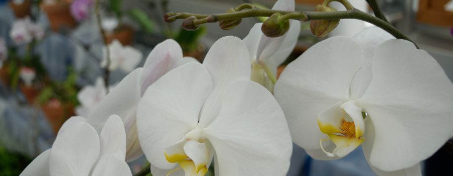 お祝い用の胡蝶蘭に蕾が多いのは大丈夫？贈り主が知っておきたいこと