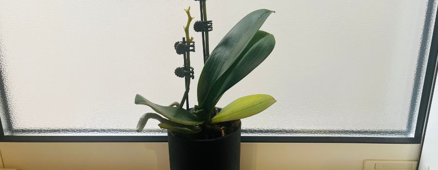 胡蝶蘭の蕾が開かない・落ちるときの原因と対処法