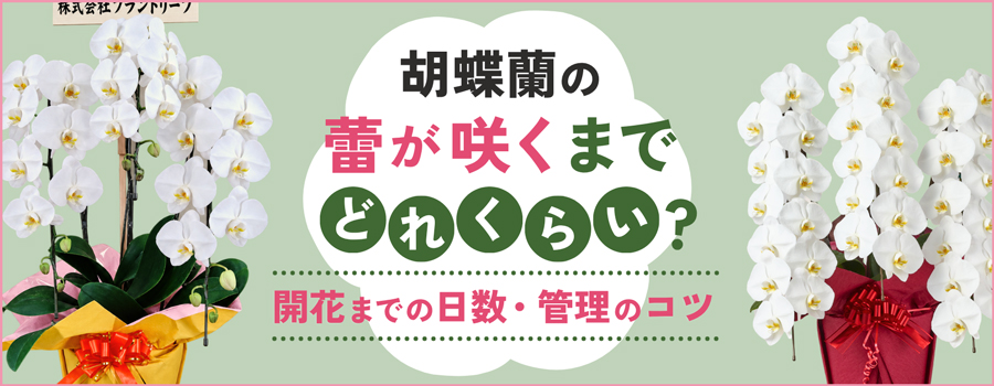 胡蝶蘭の蕾が咲くまでどれくらい？