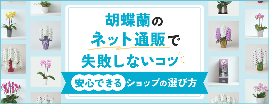 胡蝶蘭のネット通販で失敗しないコツ
