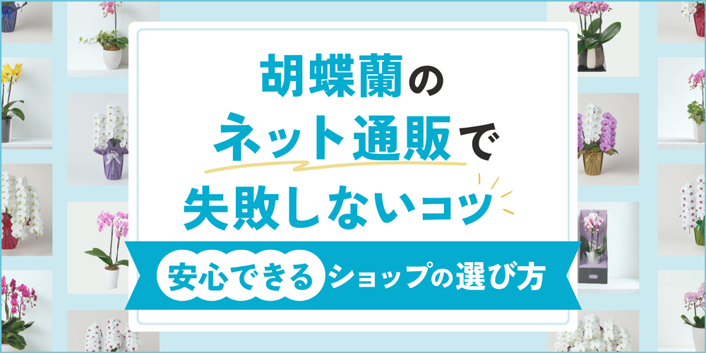 胡蝶蘭のネット通販で失敗しない7つのコツ｜安心できるショップの選び方と手配の方法