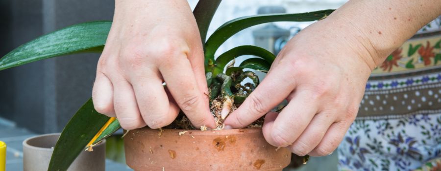 胡蝶蘭の植え替えは秋でも大丈夫？可否の判断基準