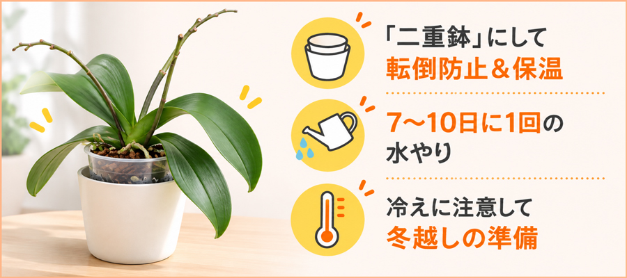 植え替えを春まで見送る場合｜秋にやっておきたい管理と応急処置