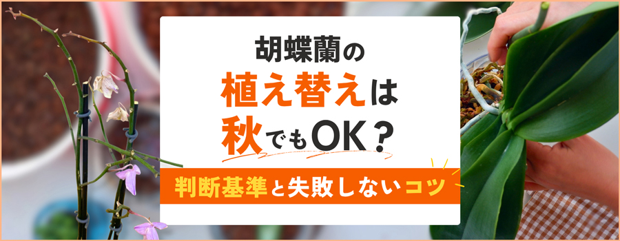 胡蝶蘭の植え替えは秋でもOK？