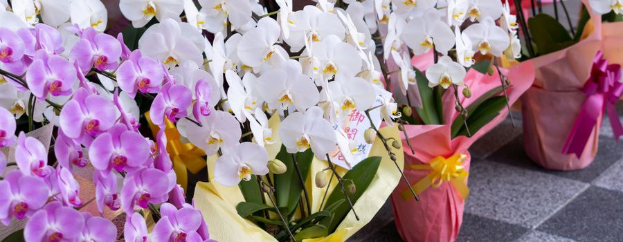 【用途・関係性別】お祝いシーンに合った胡蝶蘭の予算例