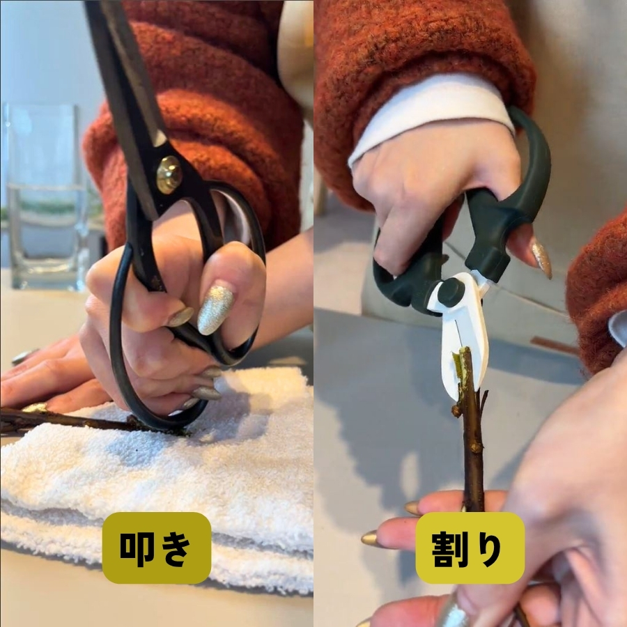 枝先に割りを入れる、または叩く