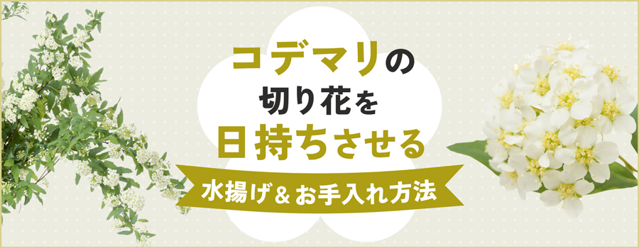 コデマリの切り花を日持ちさせる
