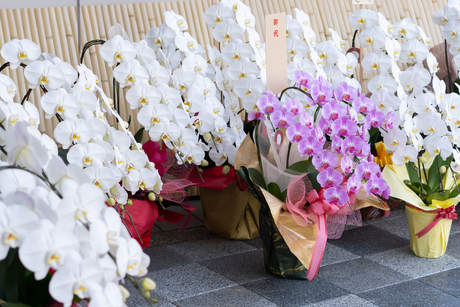 白の胡蝶蘭の中にある濃いピンクの胡蝶蘭