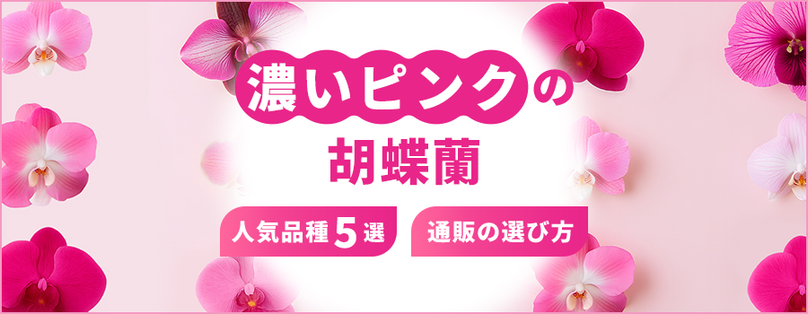 濃いピンクの胡蝶蘭　人気品種5選　通販の選び方