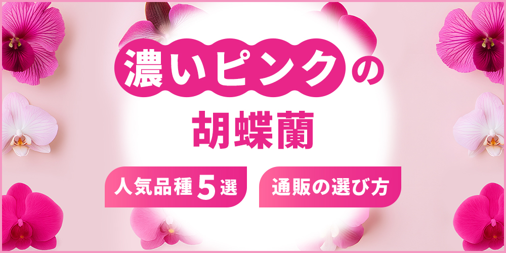 濃いピンク色の人気胡蝶蘭5選！失敗しない通販の選び方も紹介