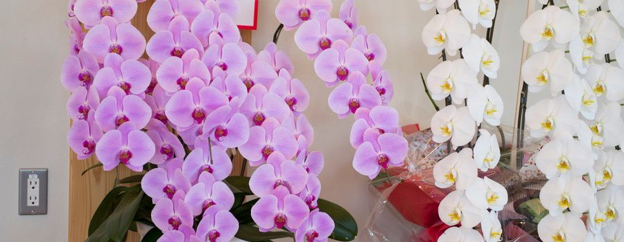 古希祝いとは？贈り物に胡蝶蘭が選ばれる理由