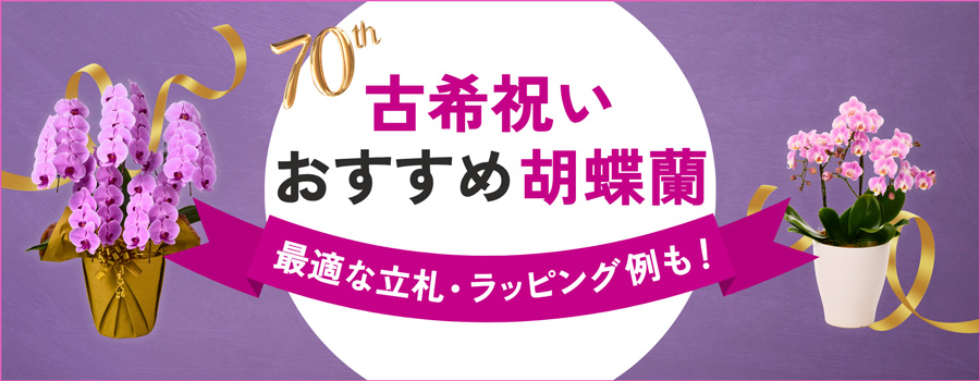 古希祝い　おすすめ胡蝶蘭