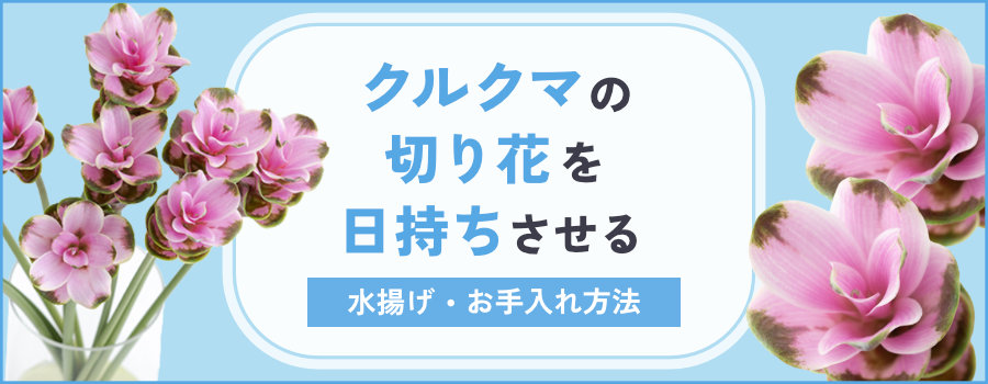 クルクマの切り花を長持ちさせる水揚げ・お手入れ方法