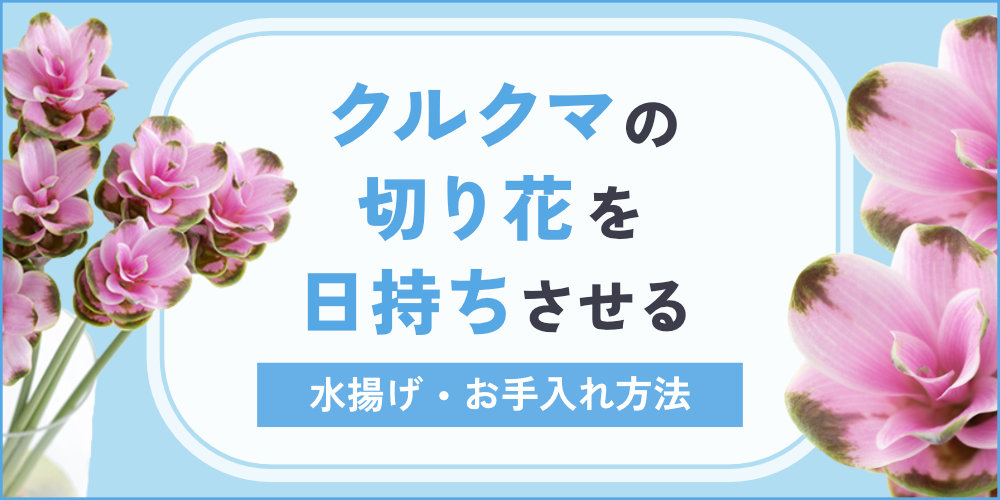ヒペリカムの切り花の日持ちは？長持ちさせる水揚げ・お手入れ方法をご紹介