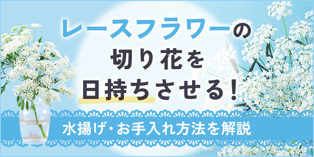 レースフラワーの切り花の日持ちは？長持ちさせるための水揚げ・お手入れ方法