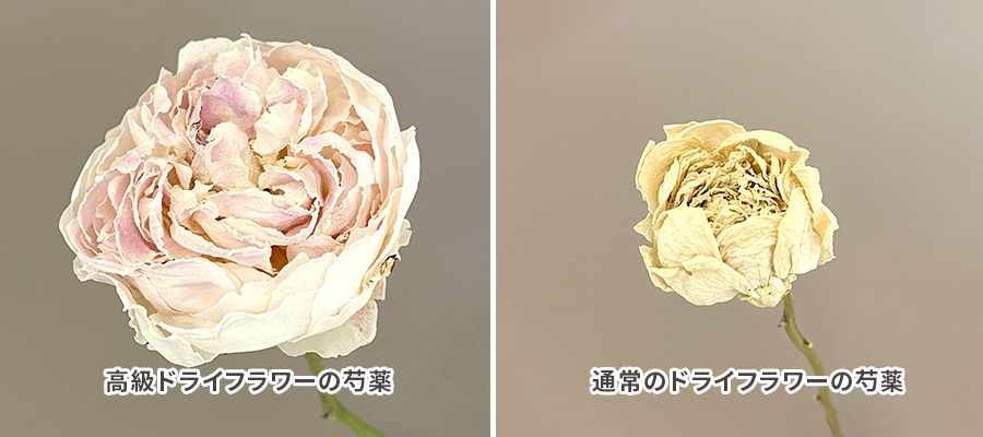 芍薬」の高級ドライフラワー販売開始！満開時のダイナミックな花姿を長く楽しめる｜Flower Smith Market（フラワースミスマーケット）