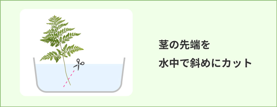 茎の先端を斜めにカットする