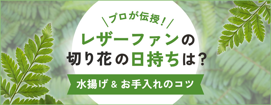 レザーファンの切り花の日持ちは？