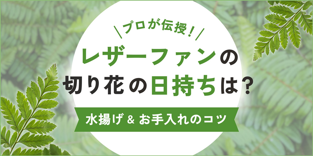 【プロが解説】レザーファンの切り花の日持ちと水揚げ・お手入れのコツ