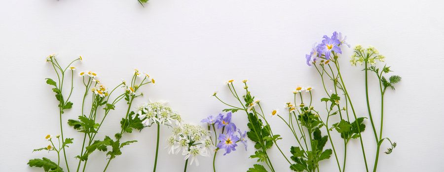 リューココリーネを長く楽しむお手入れのポイント