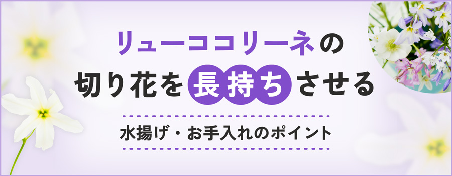 リューココリーネの切り花を長持ちさせる