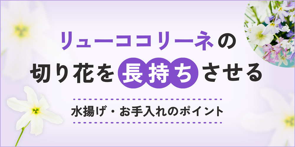 リューココリーネの切り花を長持ちさせるには？水揚げやお手入れのポイントを解説！