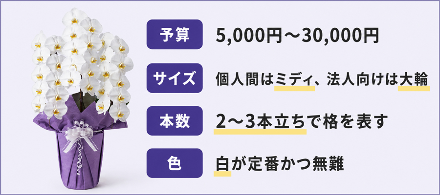 枕花に最適な胡蝶蘭の選び方｜予算・サイズ・本数・色をプロが解説