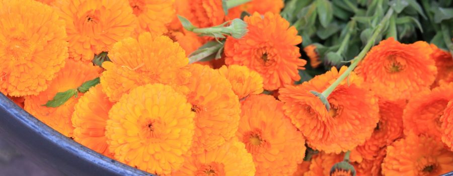 オレンジのマリーゴールド