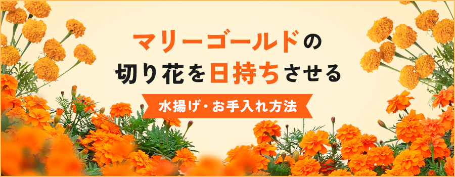 マリーゴールドの切り花を日持ちさせる水揚げ・お手入れ方法