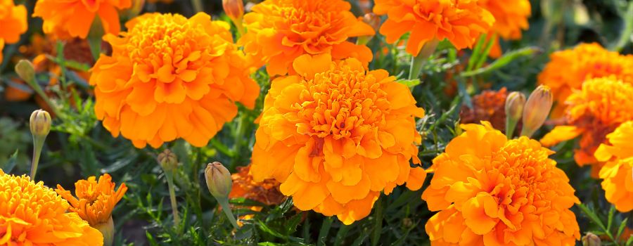 マリーゴールドの季節はいつ？開花時期と花屋での出回り時期