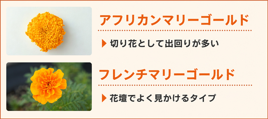 切り花の主流は「アフリカンマリーゴールド」