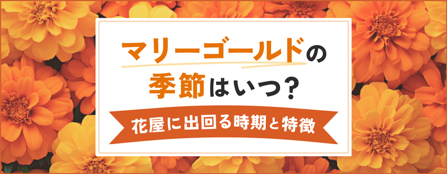 マリーゴールドの季節はいつ？