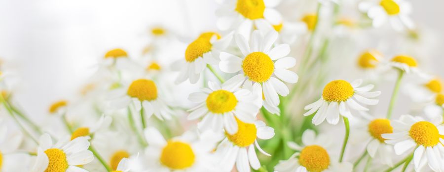 マトリカリアの切り花が出回る季節・時期はいつ？