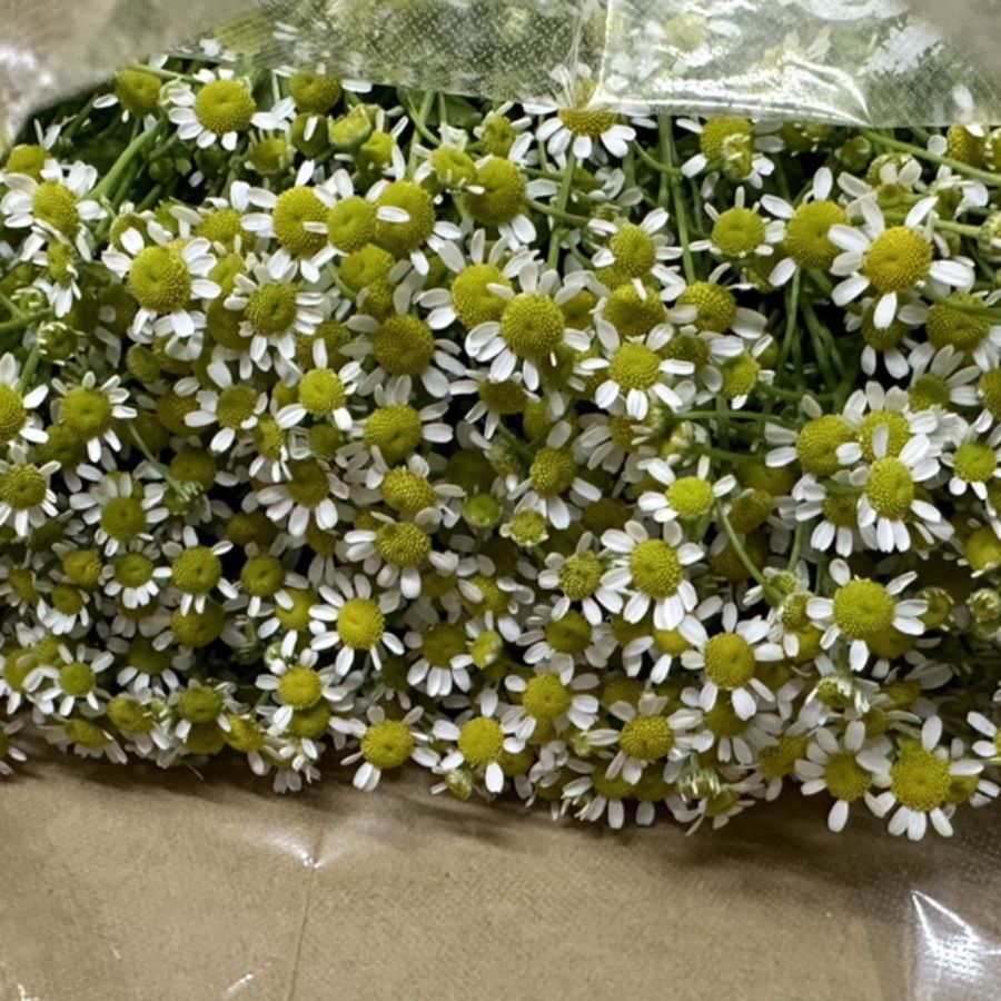 暑い時期は花のサイズや咲き方に変化が出ることも