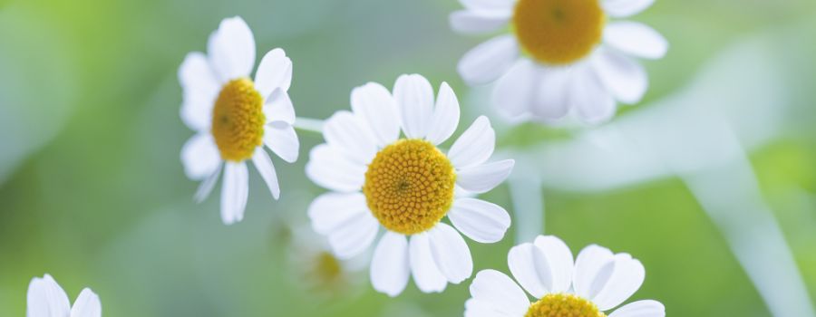 花がしっかり開いて花芯に弾力があるものを選ぶ