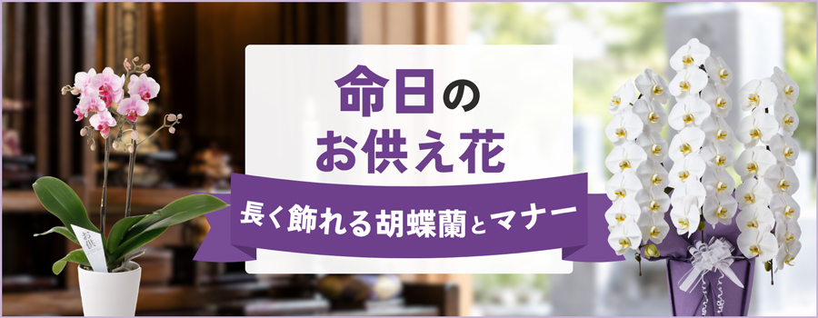 命日のお供え花　長く飾れる胡蝶蘭とマナー