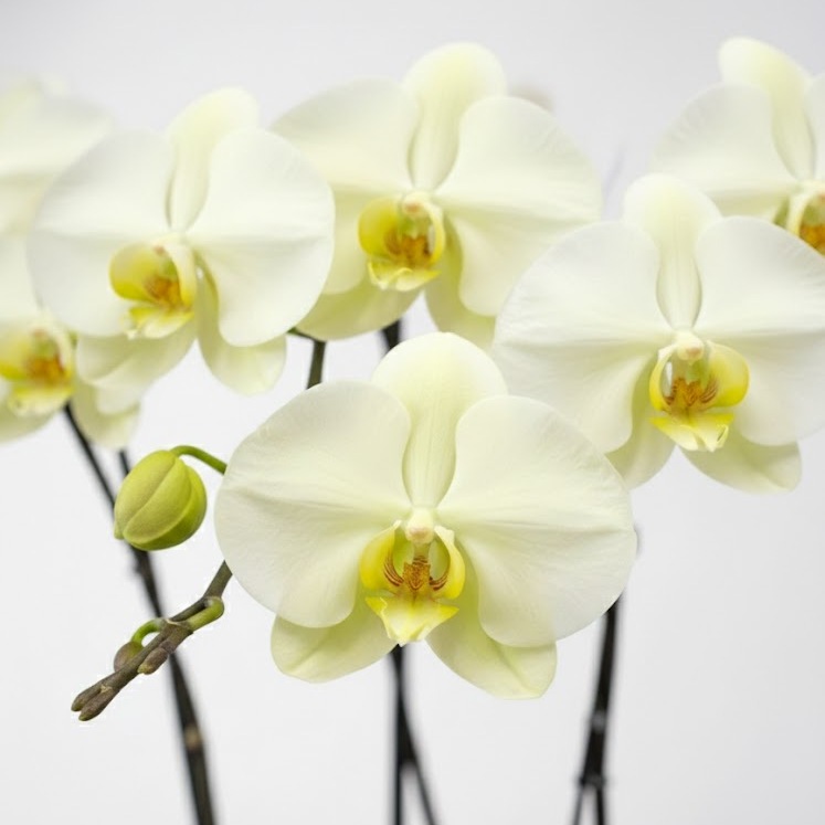 グリーンアース