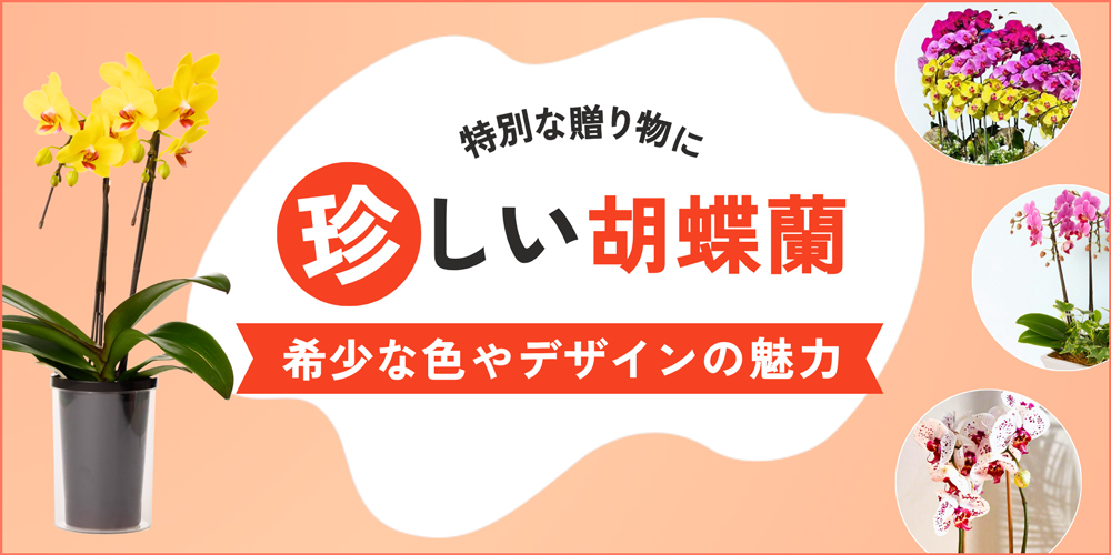 特別な贈り物には珍しい胡蝶蘭を！希少な色やデザインの商品を多数紹介