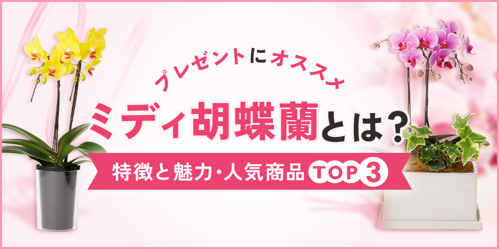 ミディ胡蝶蘭とは？大輪との違いやギフトに人気の理由を解説！
