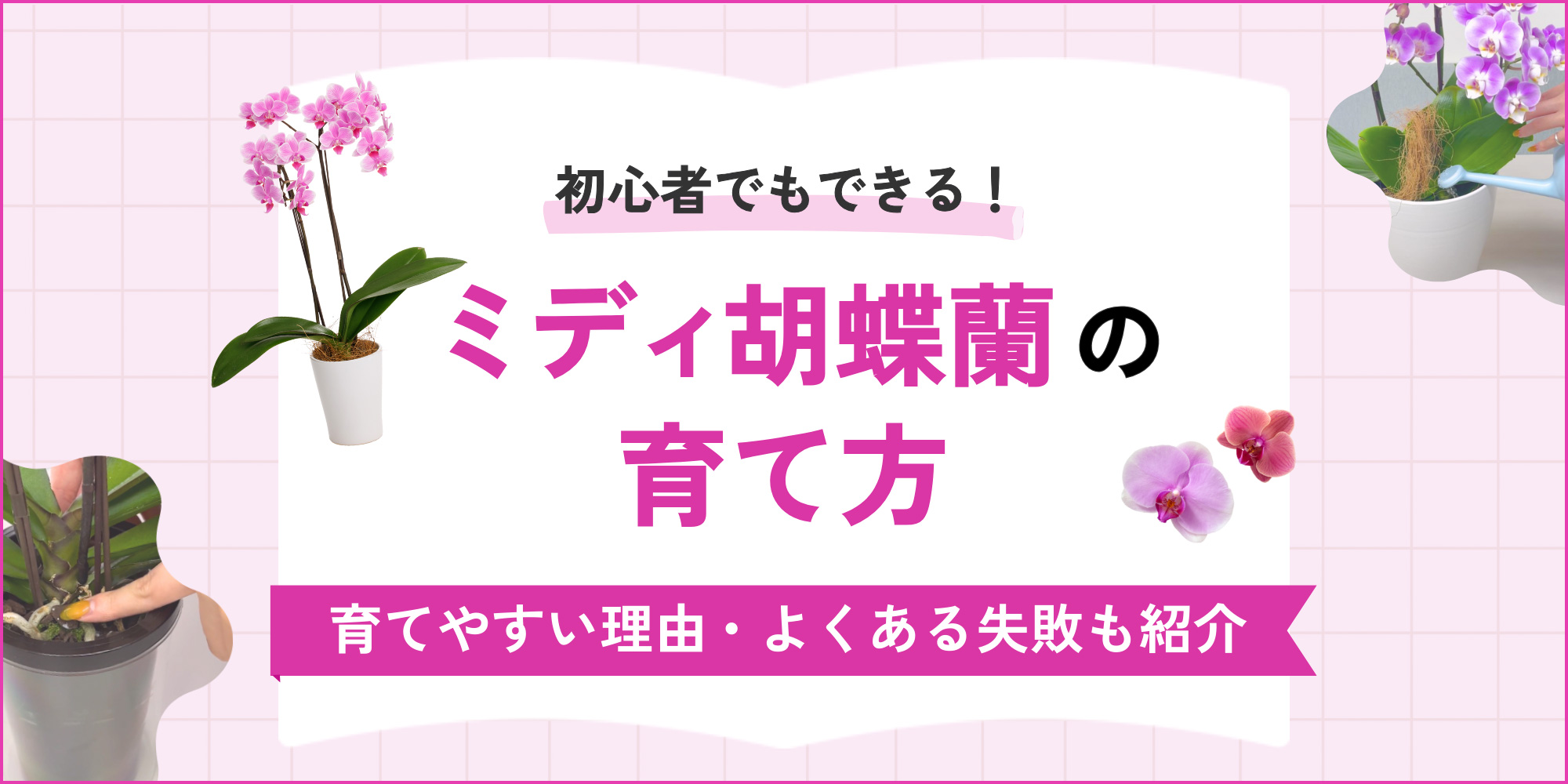 ミディ胡蝶蘭が育てやすい3つの理由｜初心者でも簡単な育て方を解説