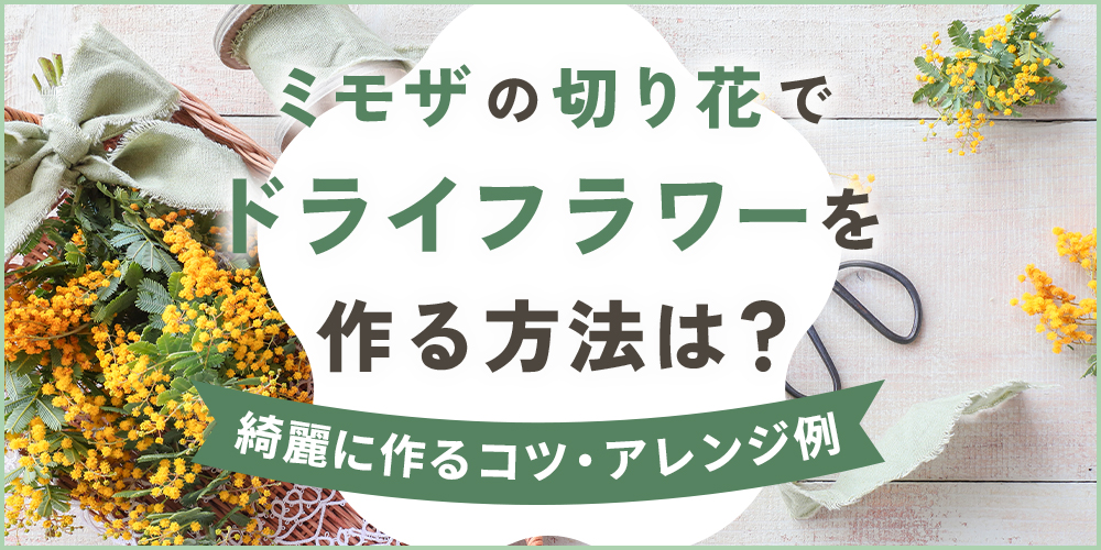 ミモザの切り花を使ったドライフラワーの作り方！注意点やコツ、おしゃれなアレンジ法